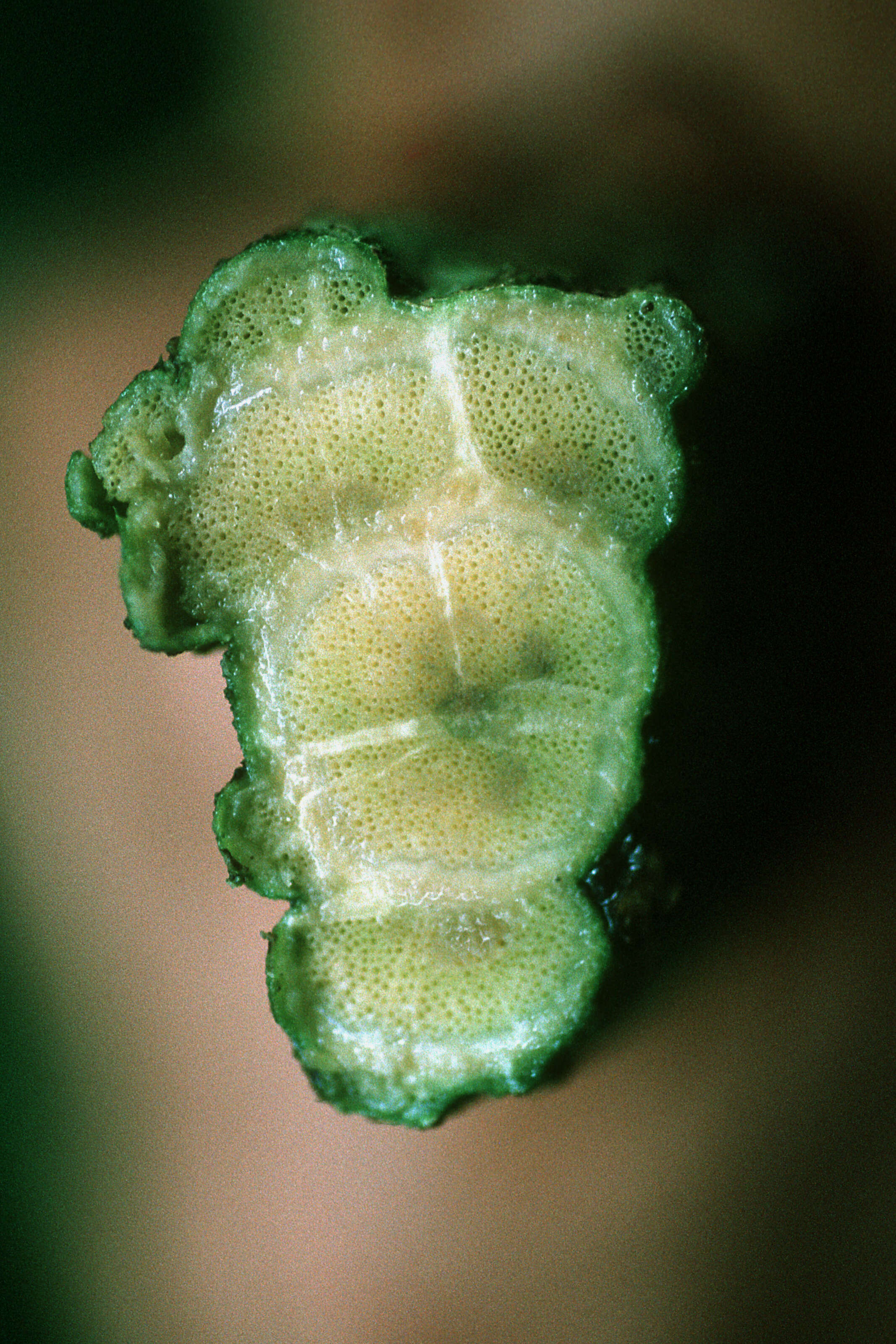 Image of Christmas vine