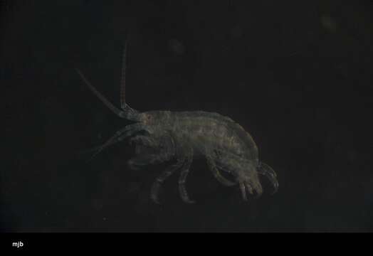 Image of Amphipoda