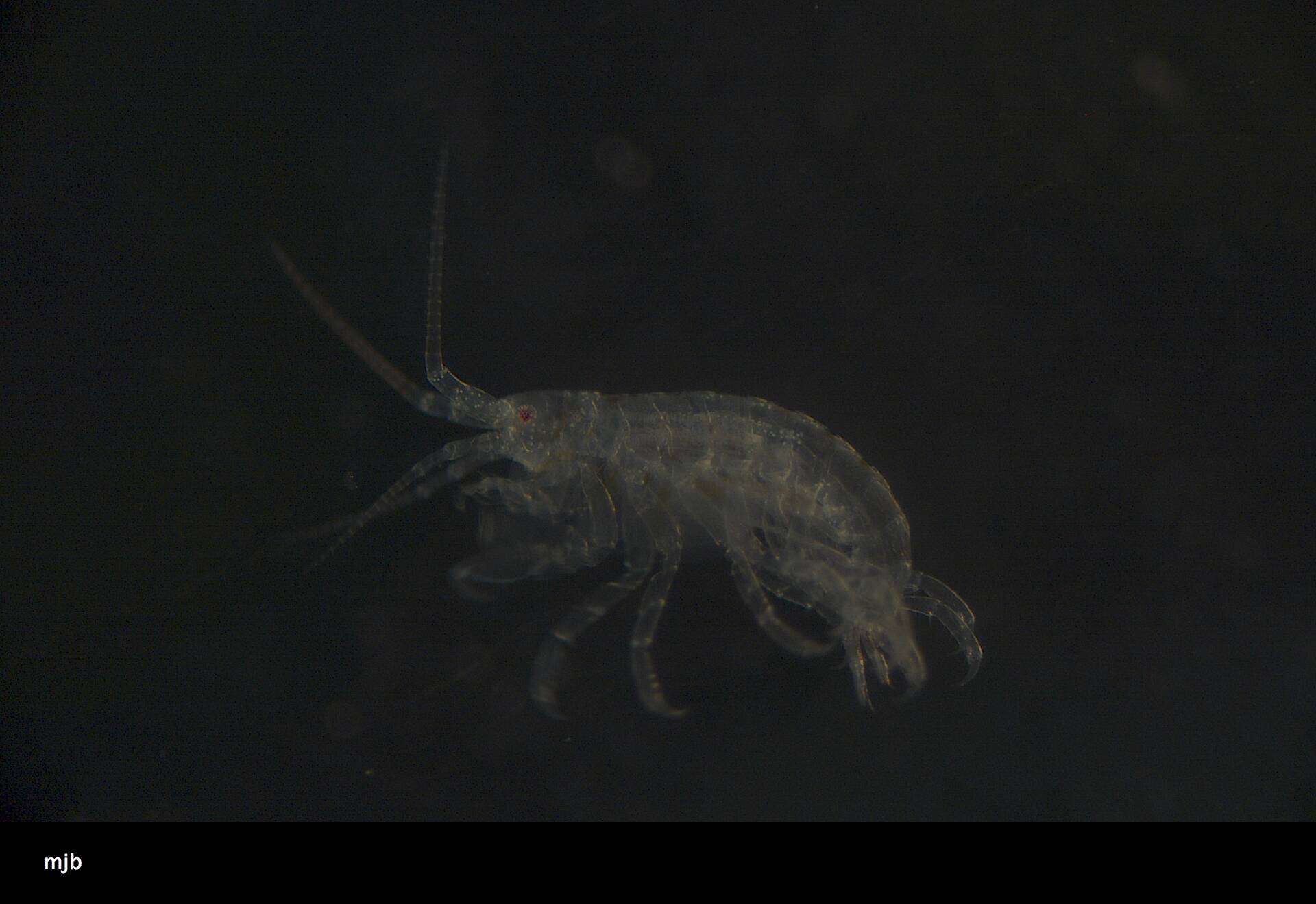 Image of Amphipoda