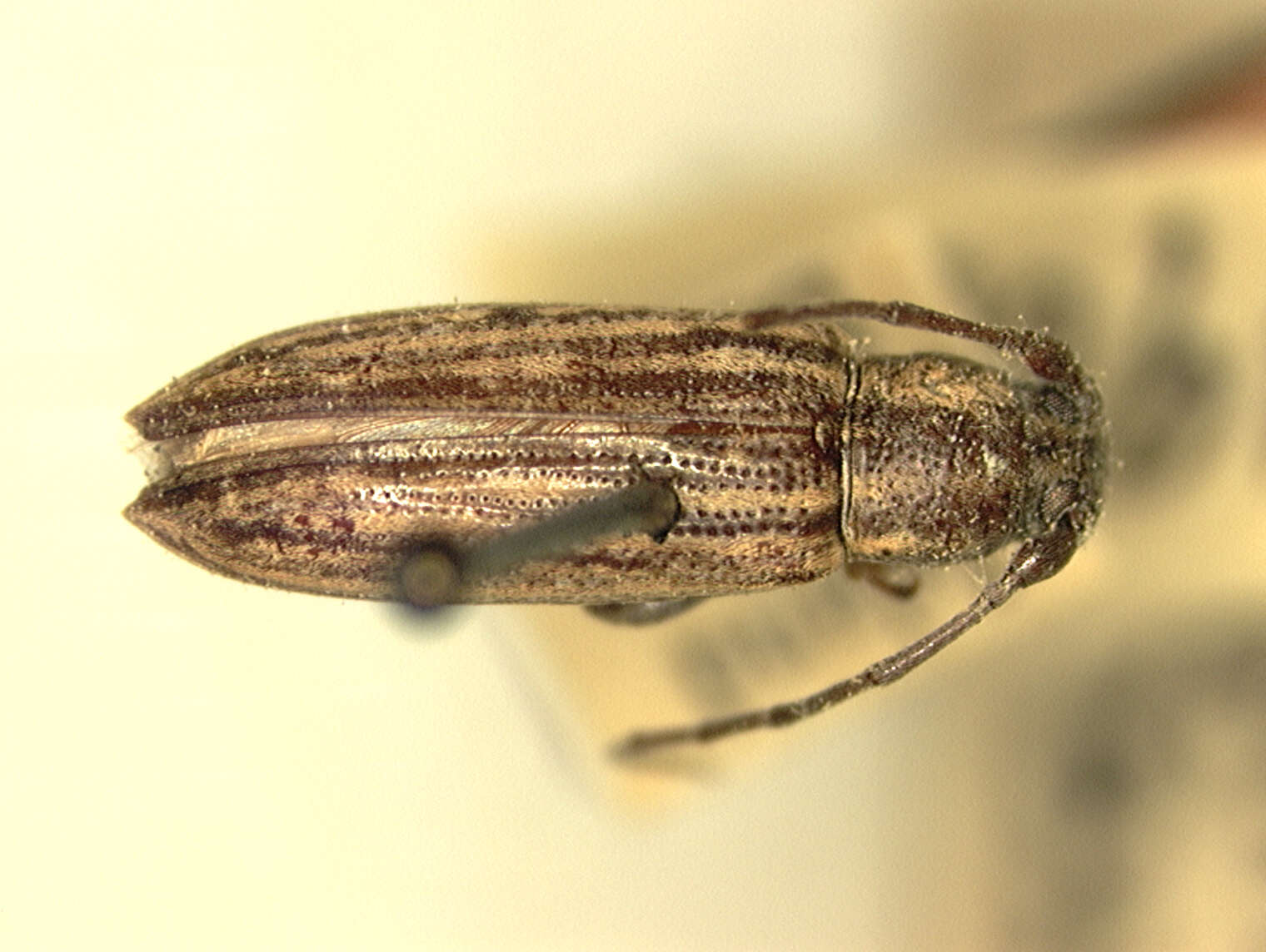 Image of Long horned beetle