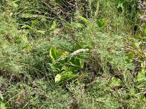 Слика од Poa urssulensis Trin.