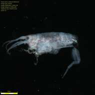 Image of Amphipoda