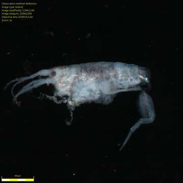 Image of Amphipoda