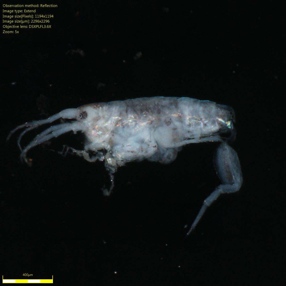 Image of Amphipoda