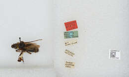 Image of Bombus religiosus (Frison 1935)