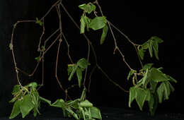 Imagem de Acalypha angustifolia Sw.