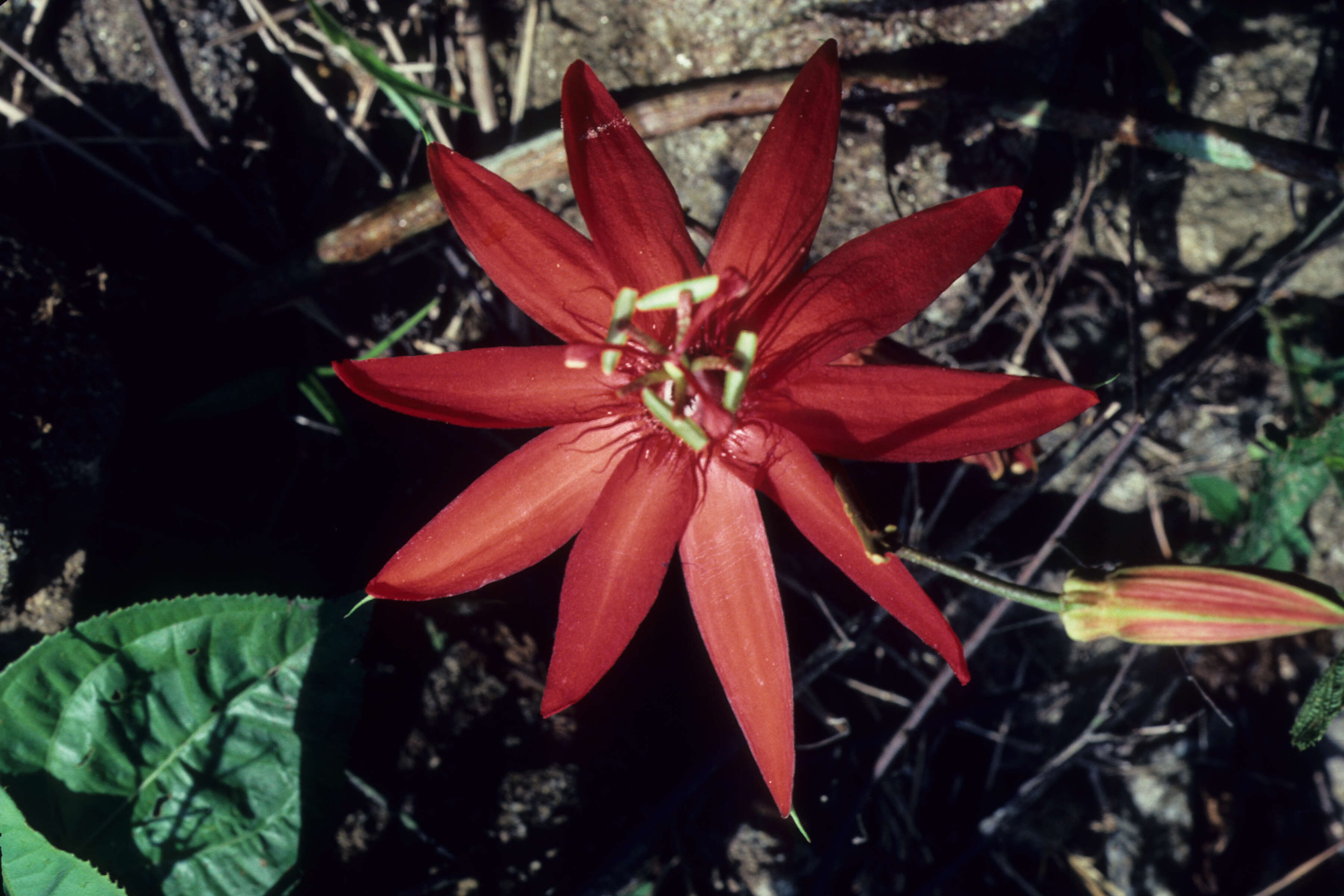 Sivun Passiflora L. kuva