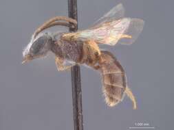 Halictus mazicus Cockerell 1945的圖片