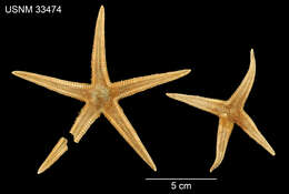 Astropecten americanus (Verrill 1880)的圖片