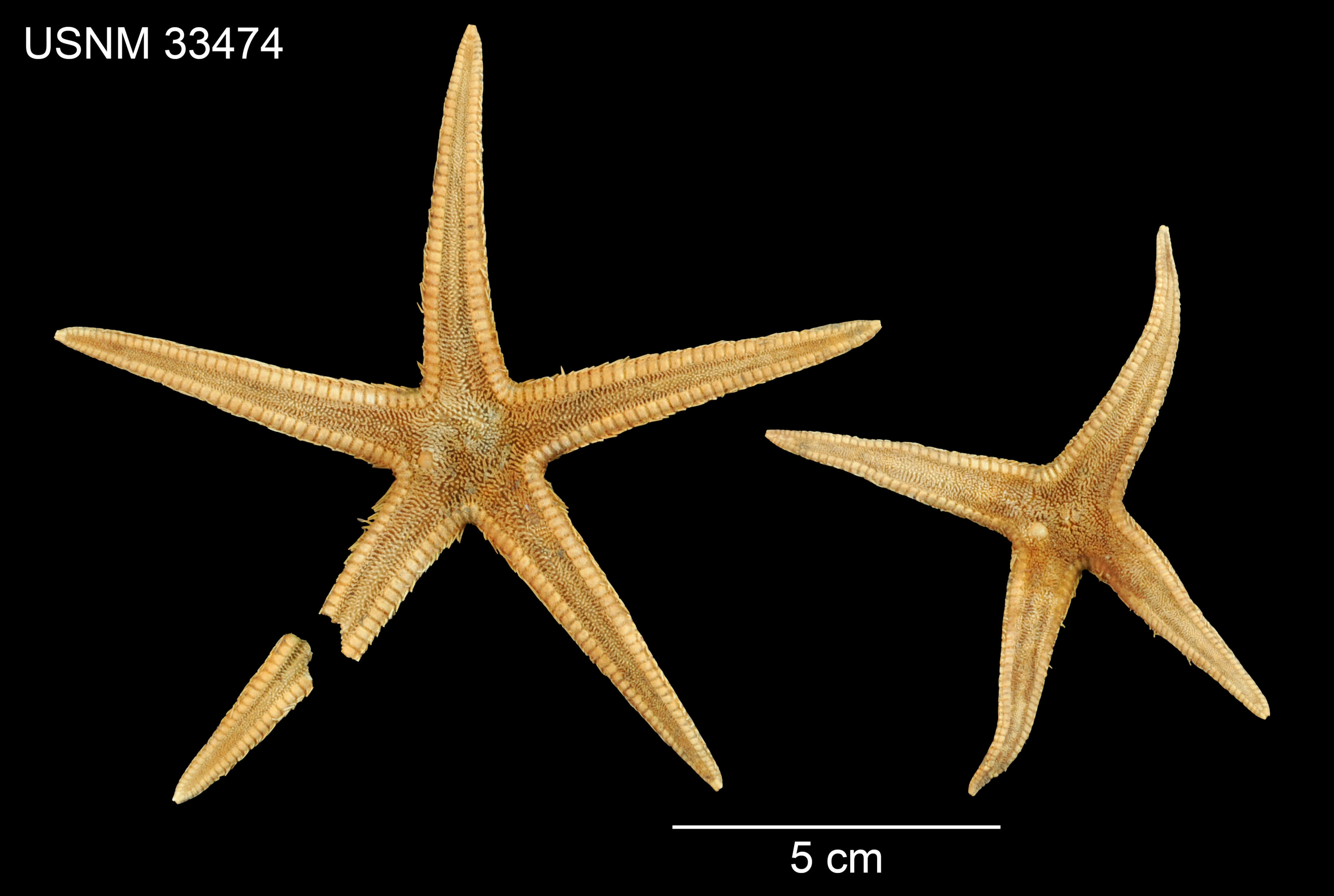 Astropecten americanus (Verrill 1880)的圖片