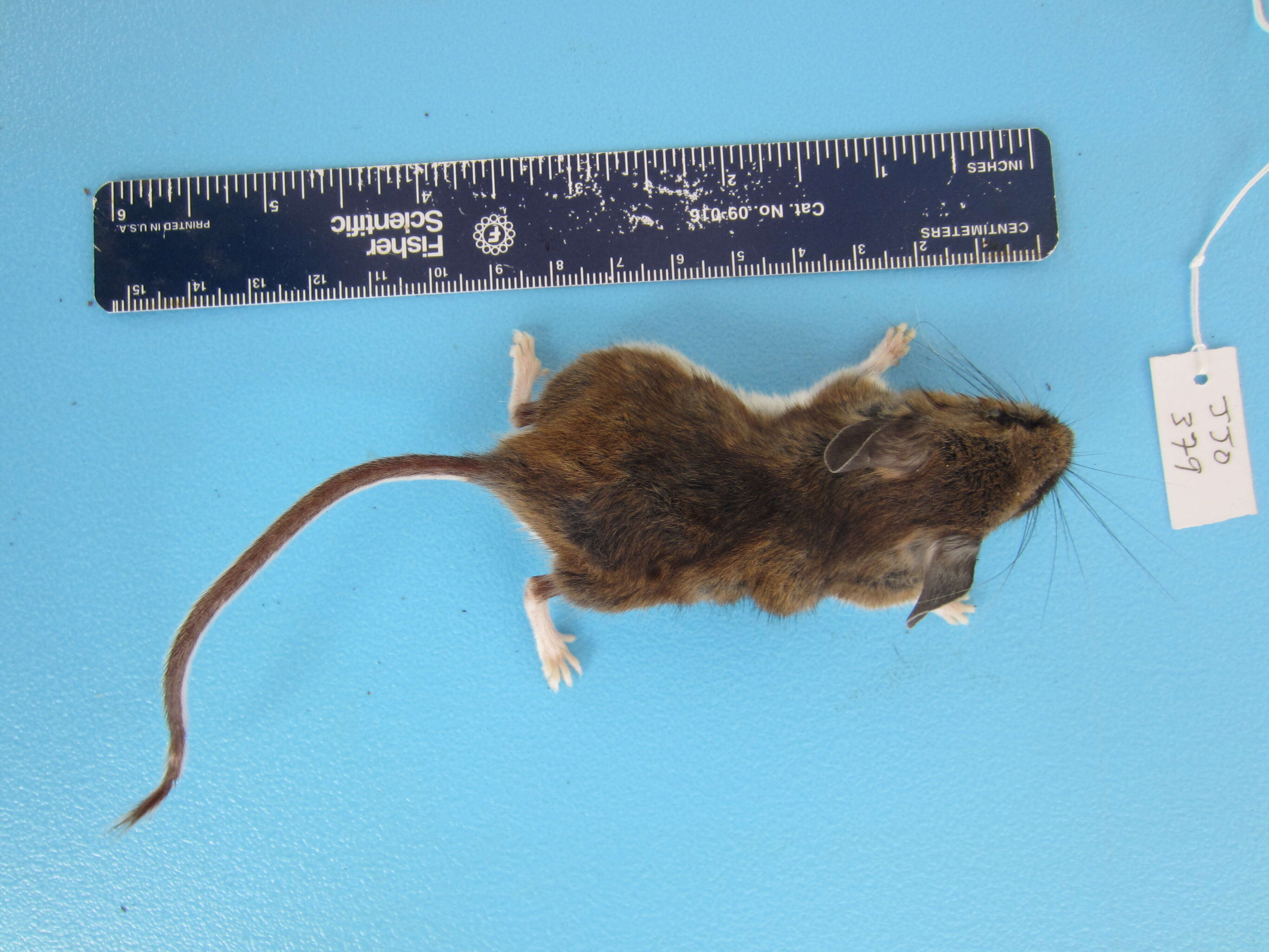 Image of Deer Mouse