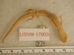 Image of Grotto salamander