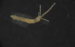 Image of Terebellidae