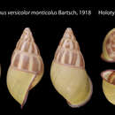 Image of <i>Amphidromus versicolor monticolus</i> Bartsch