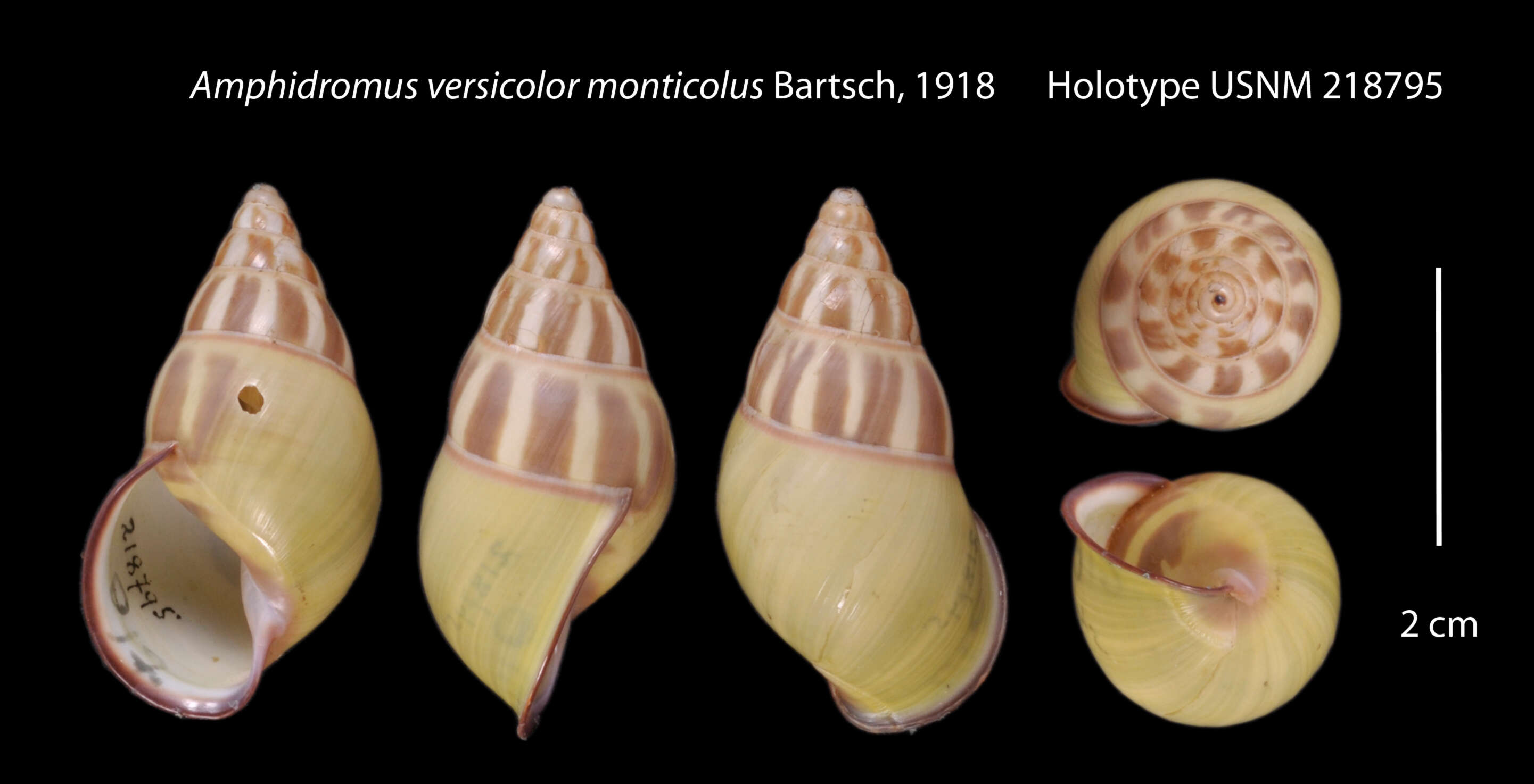 Image of <i>Amphidromus versicolor monticolus</i> Bartsch