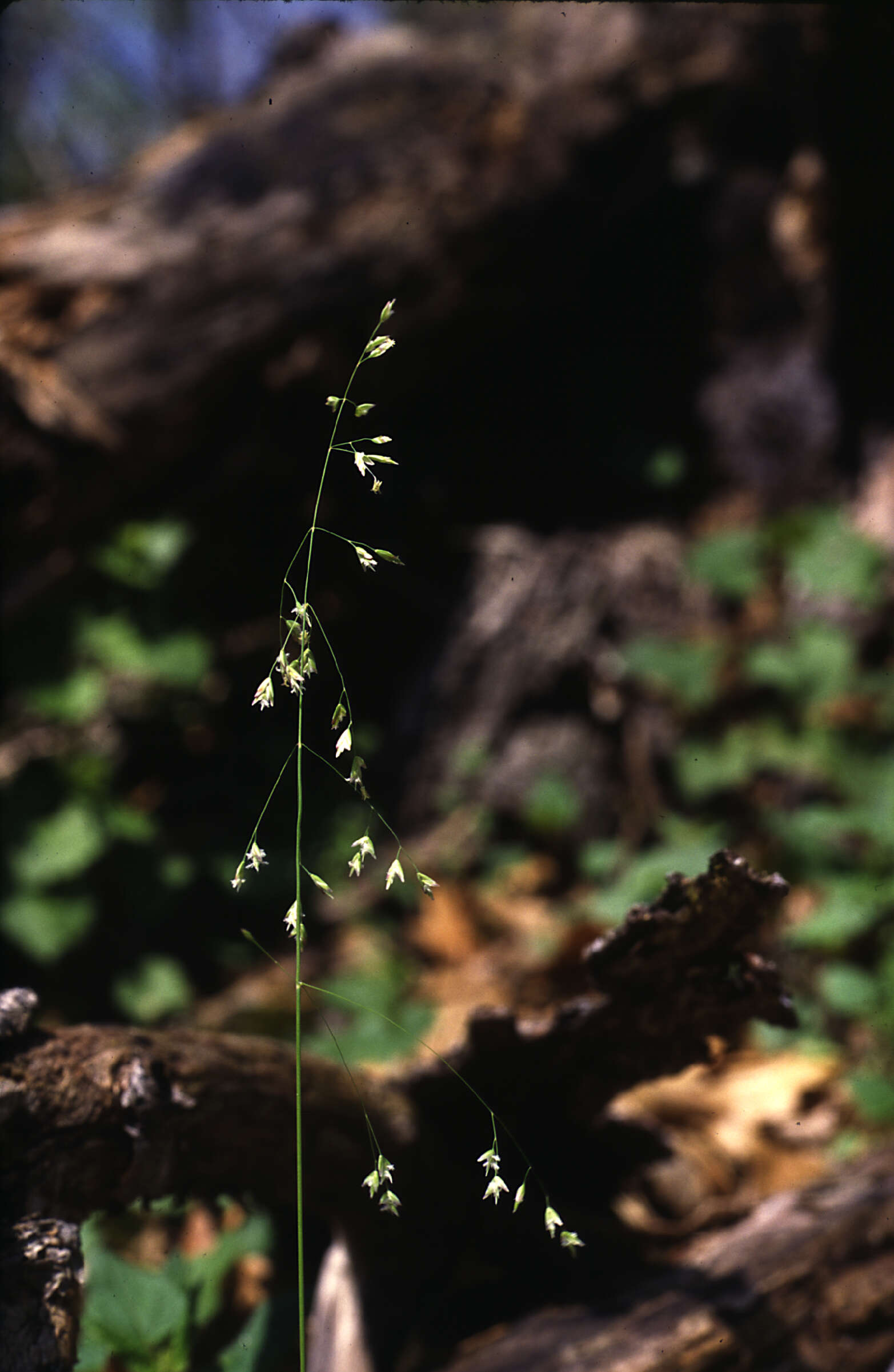 Image of early bluegrass