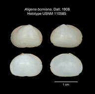 صورة Axinodon bornianus (Dall 1908)