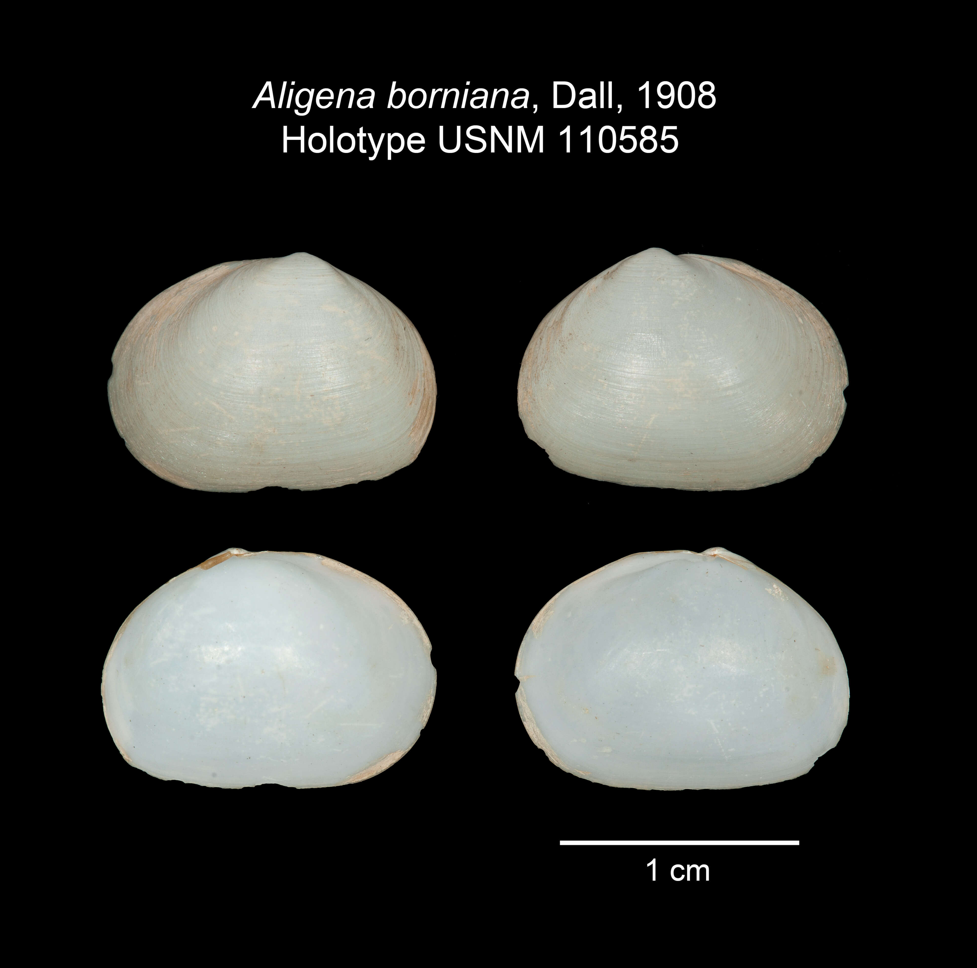 Image de Axinodon bornianus (Dall 1908)