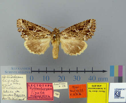 Image of Heterochroma ligata Schaus 1911