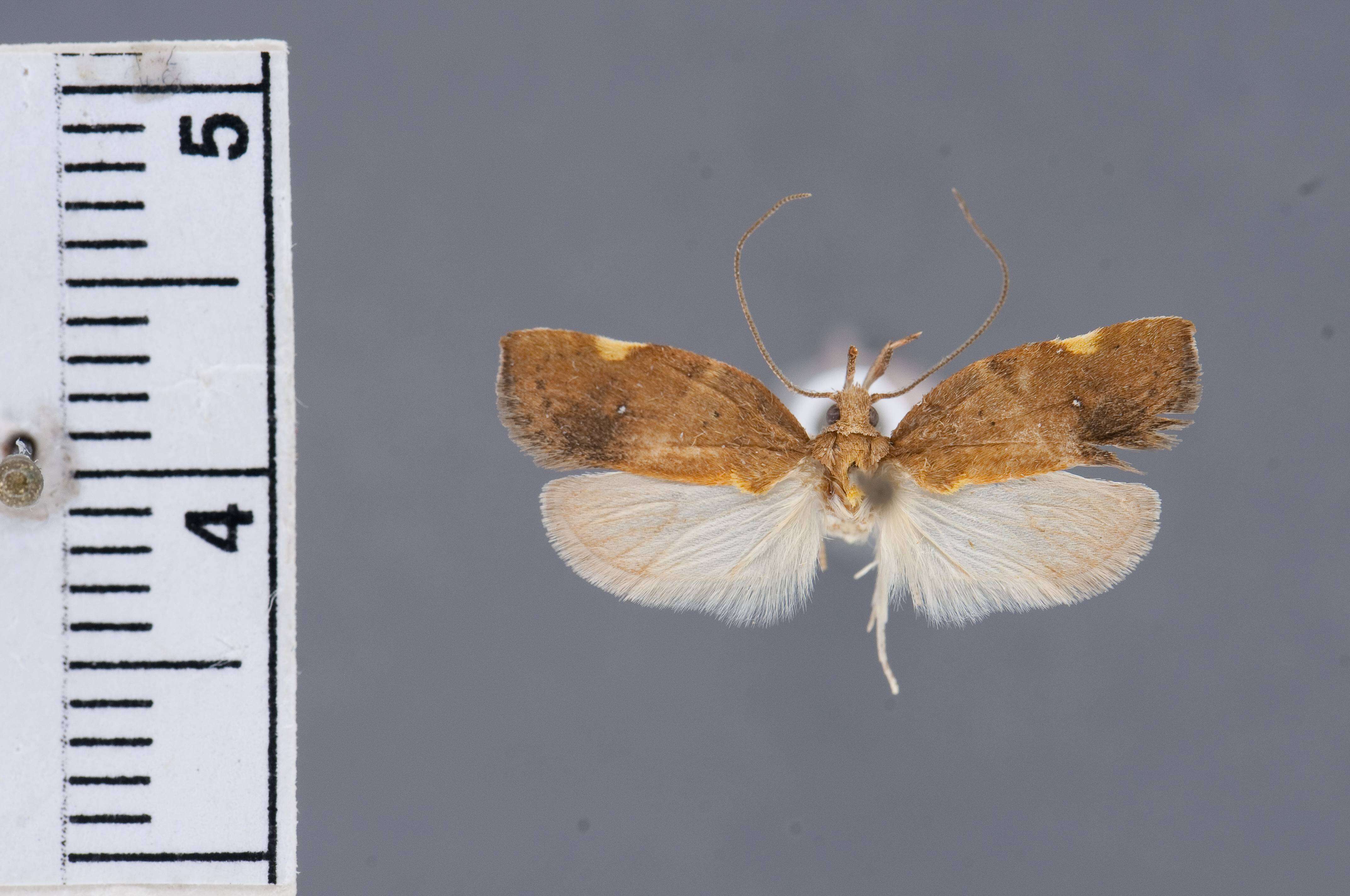 Image of Gonionota amauroptera Clarke 1971