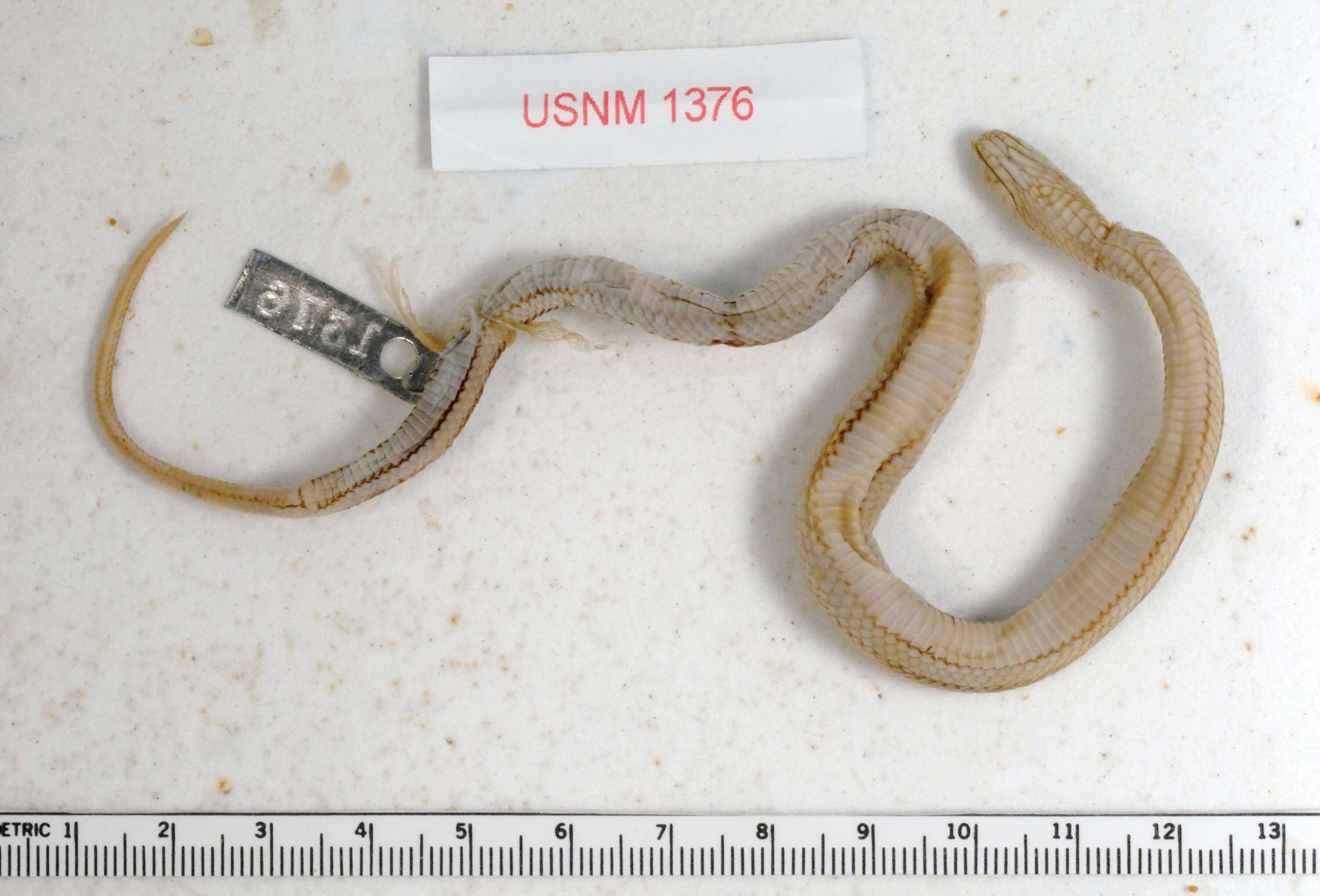 Image of Graham's Crayfish Snake