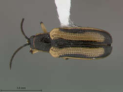 Image of Cephaloleia scitulus Staines 1996