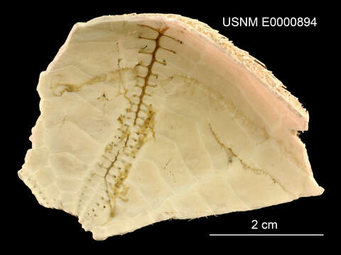 Image of Eupatagus lymani (Lambert & Thiéry 1924)