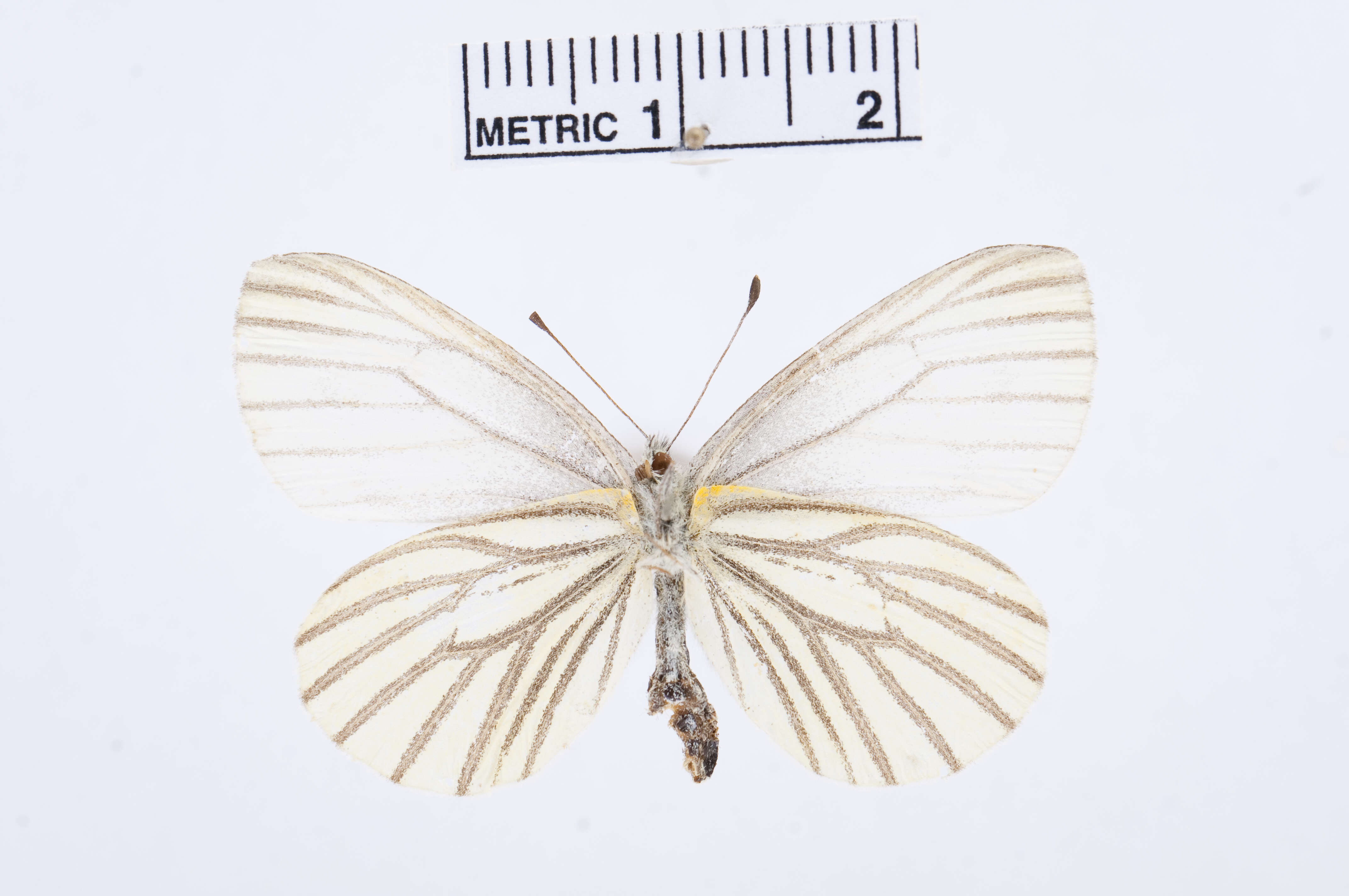Pieris oleracea (Harris 1829) resmi
