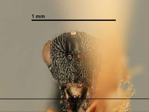 صورة Eurytoma illinoisensis Girault 1920