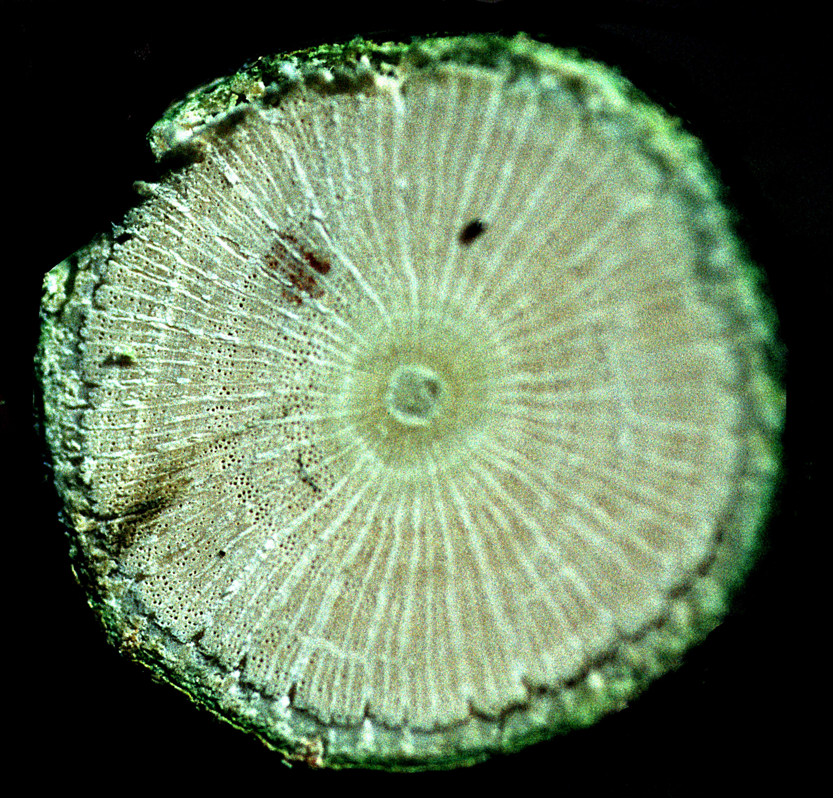Image of Centropogon talamancensis Wilbur