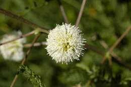 Image of white leadtree