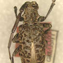 Image of Acalolepta flocculata paucisetosa (Gressitt 1938)