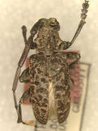 Image of Acalolepta flocculata paucisetosa (Gressitt 1938)