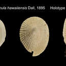 Image of Emarginula hawaiiensis Dall 1895