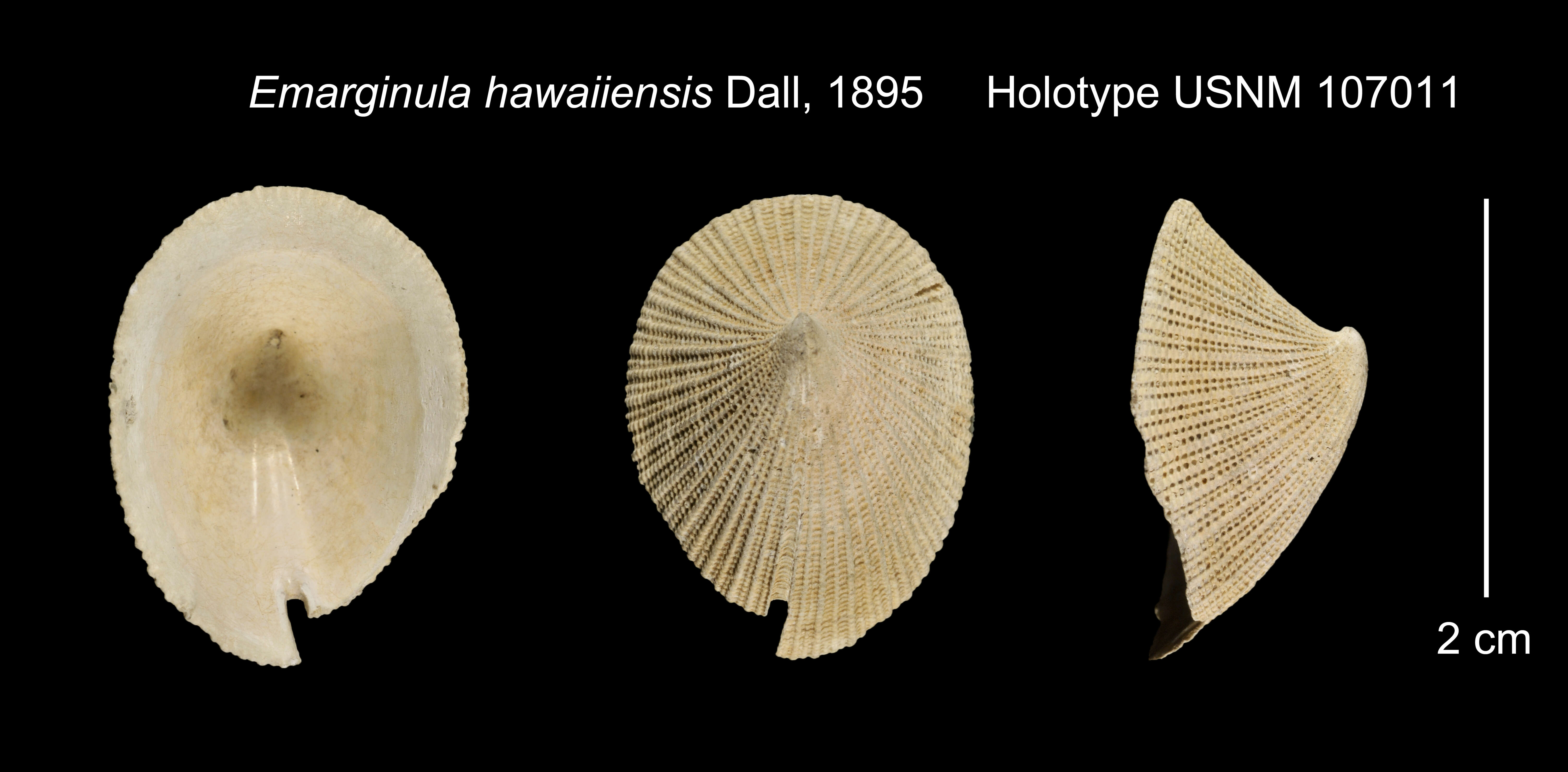 Image de Emarginula hawaiiensis Dall 1895
