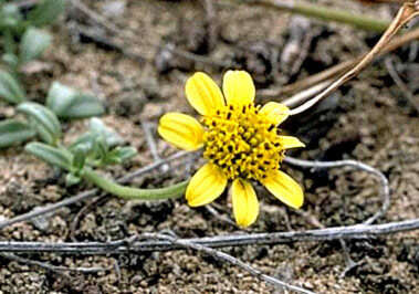 صورة Wollastonia integrifolia (Nutt.) Orchard