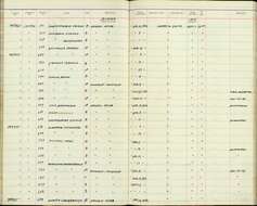 صورة <i>Chrysocolaptes lucidus guttacristatus</i>