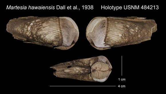 Image of Martesia hawaiensis Dall, Bartsch & Rehder 1938