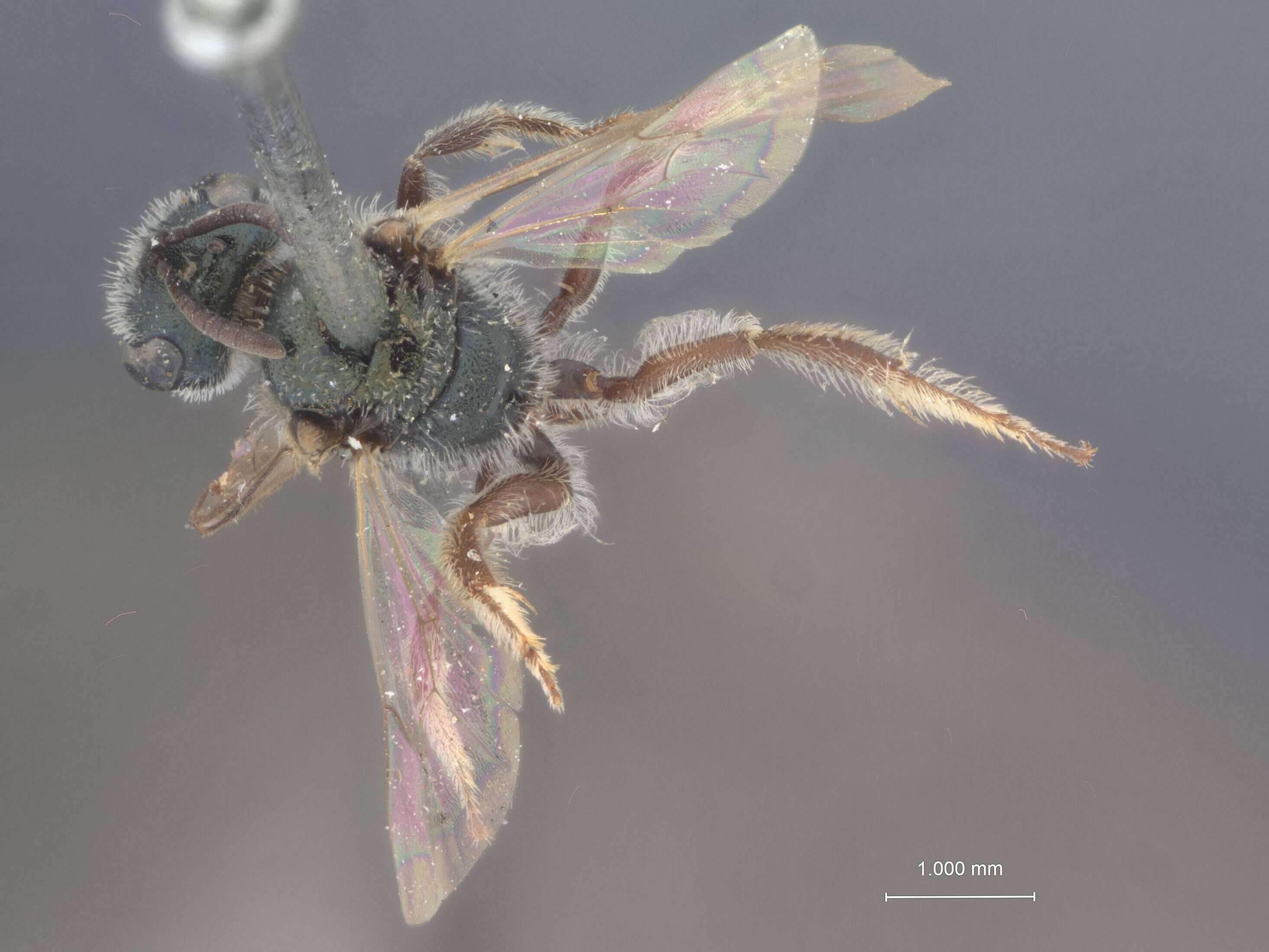 Image of Halictus