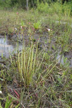 Image of Tracy's Sundew