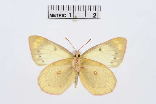 Image of Colias flaveola Blanchard 1852