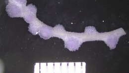 Image of Plexauridae