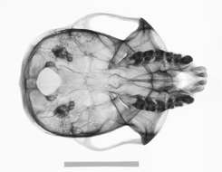 Image of Colobus guereza occidentalis (de Rochebrune 1887)