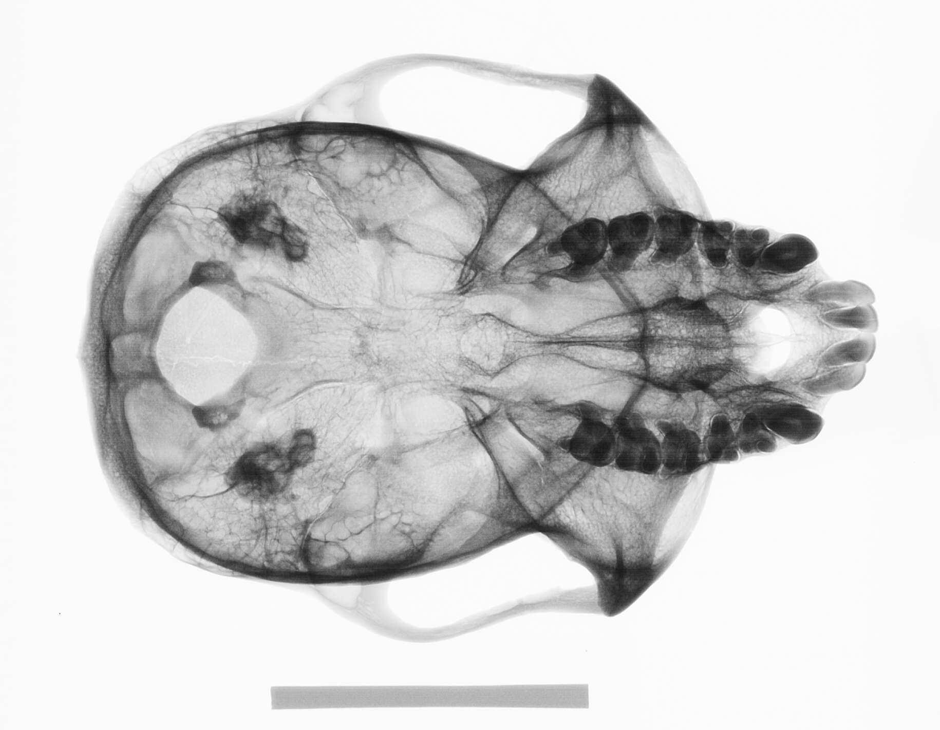 Image of Colobus guereza occidentalis (de Rochebrune 1887)