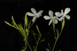 Image of Jasminum grandiflorum L.