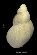 Image of Neobuccinum E. A. Smith 1879