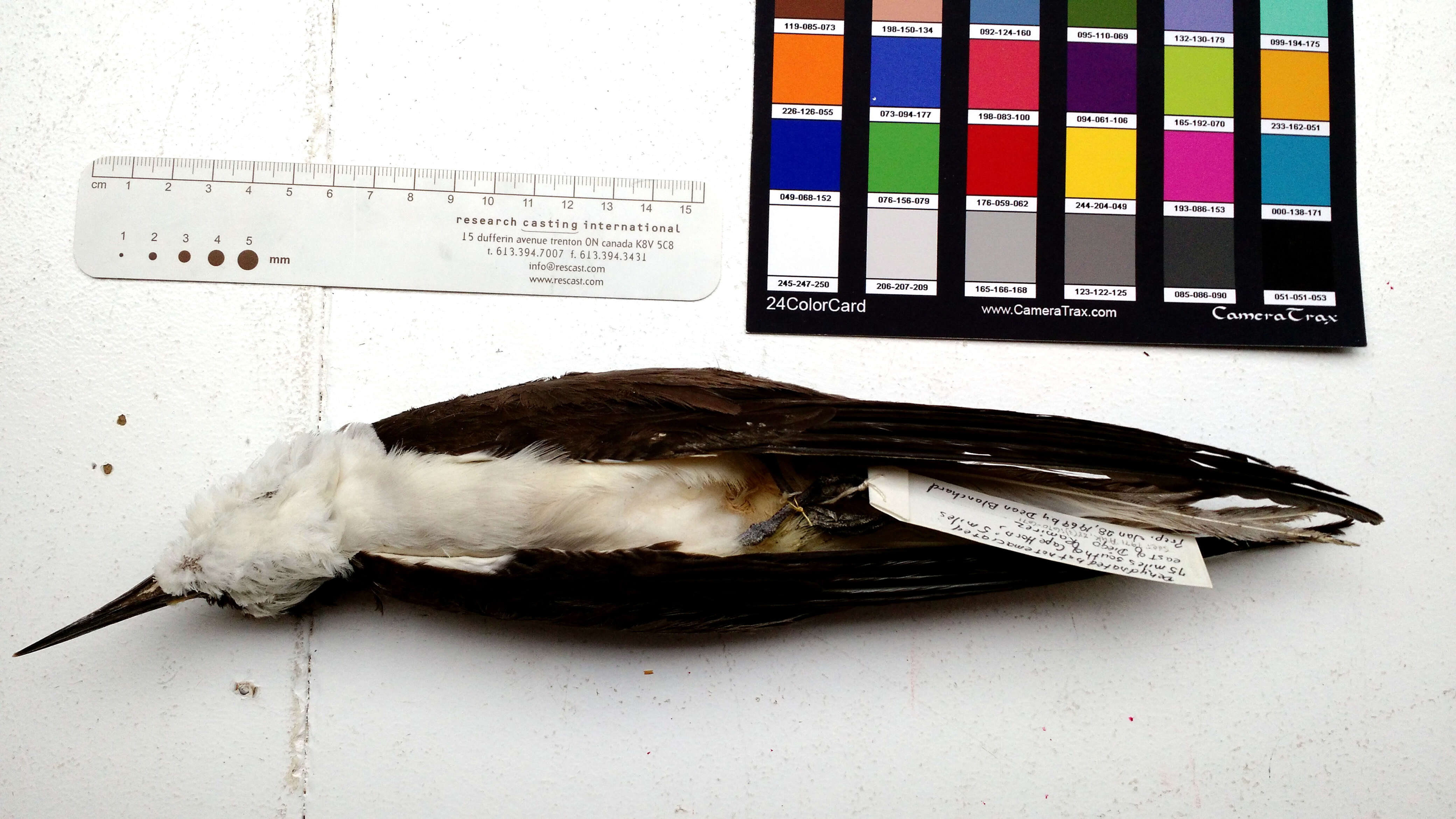 Image of Bridled Tern