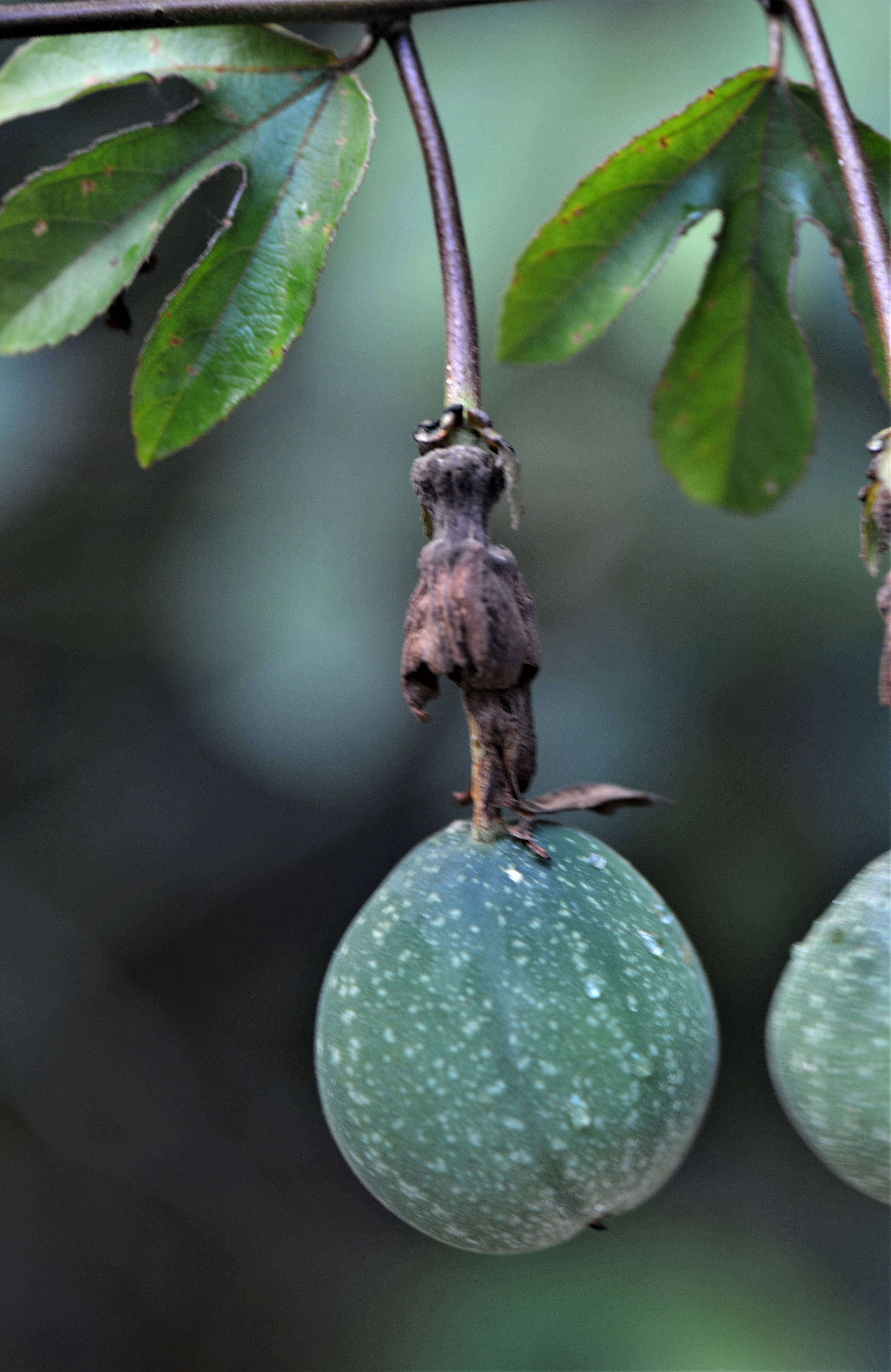 Sivun Passiflora L. kuva