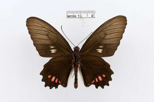 Image of Parides phosphorus (Bates 1861)