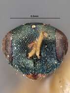 صورة Trichomalopsis dubia (Ashmead 1896)